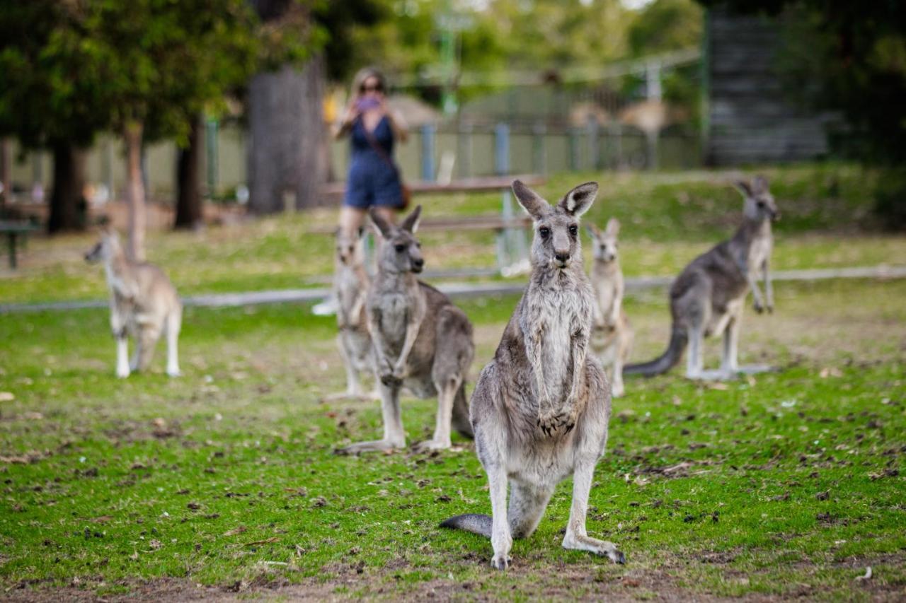 Yha Grampians Eco, Halls Gap Exteriér fotografie